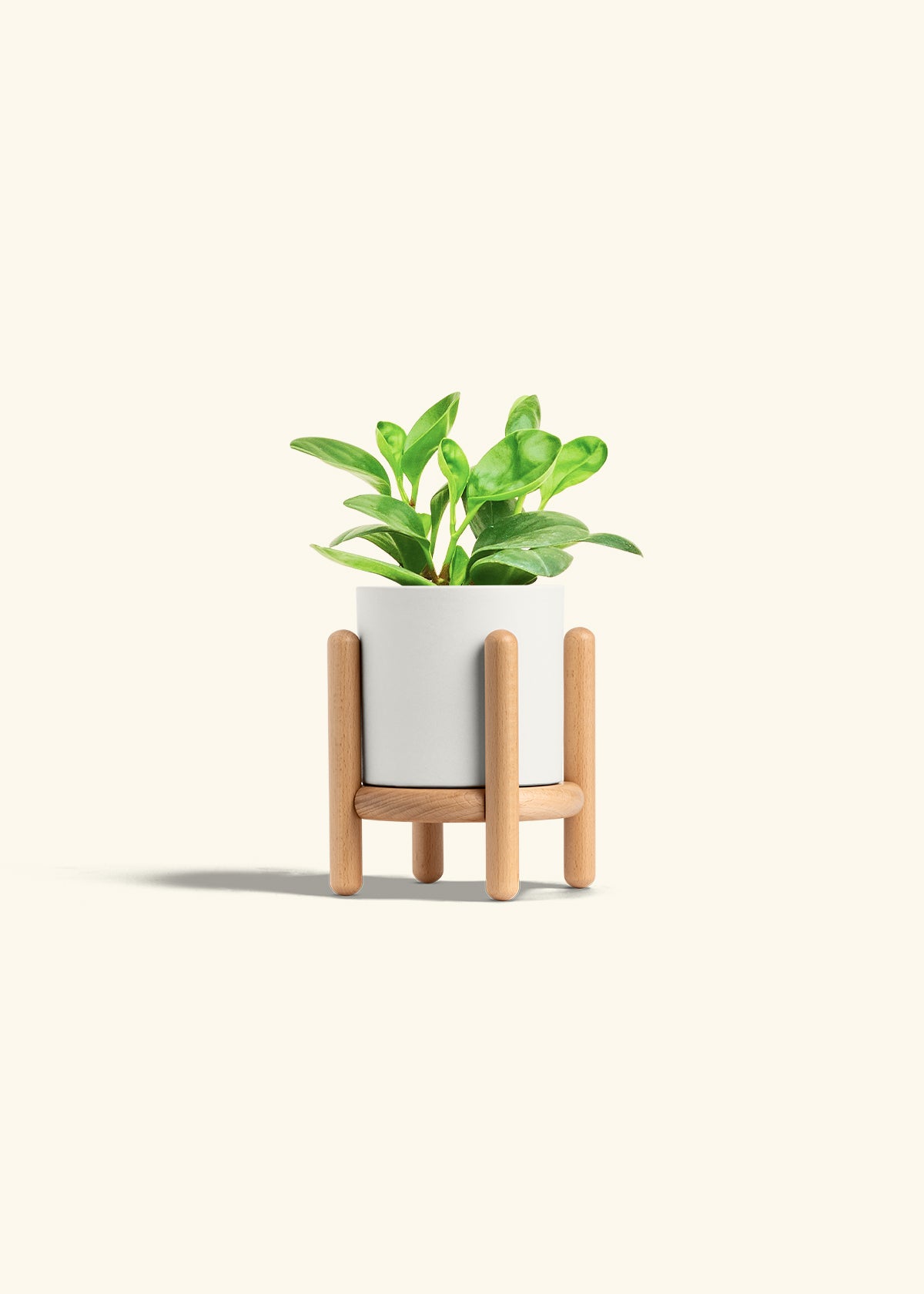 Baby Rubber Plant in a 4 inches White Classic Cylinder Planter in a Beech Wood Stand