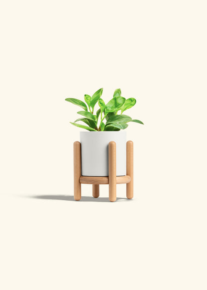 Baby Rubber Plant in a 4 inches White Classic Cylinder Planter in a Beech Wood Stand