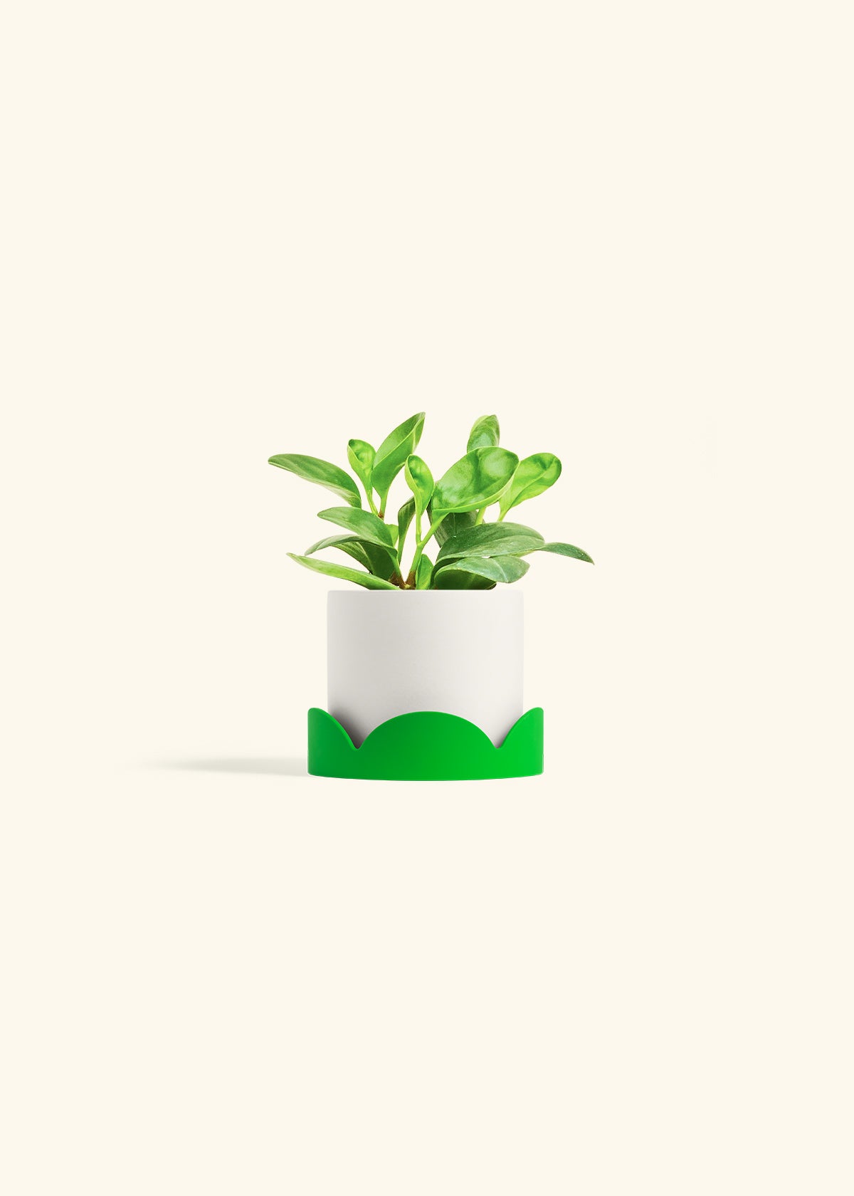 Baby Rubber Plant in a 4 inches White Classic Cylinder Planter in a Shamrock Petal Drip Tray