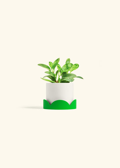 Baby Rubber Plant in a 4 inches White Classic Cylinder Planter in a Shamrock Petal Drip Tray