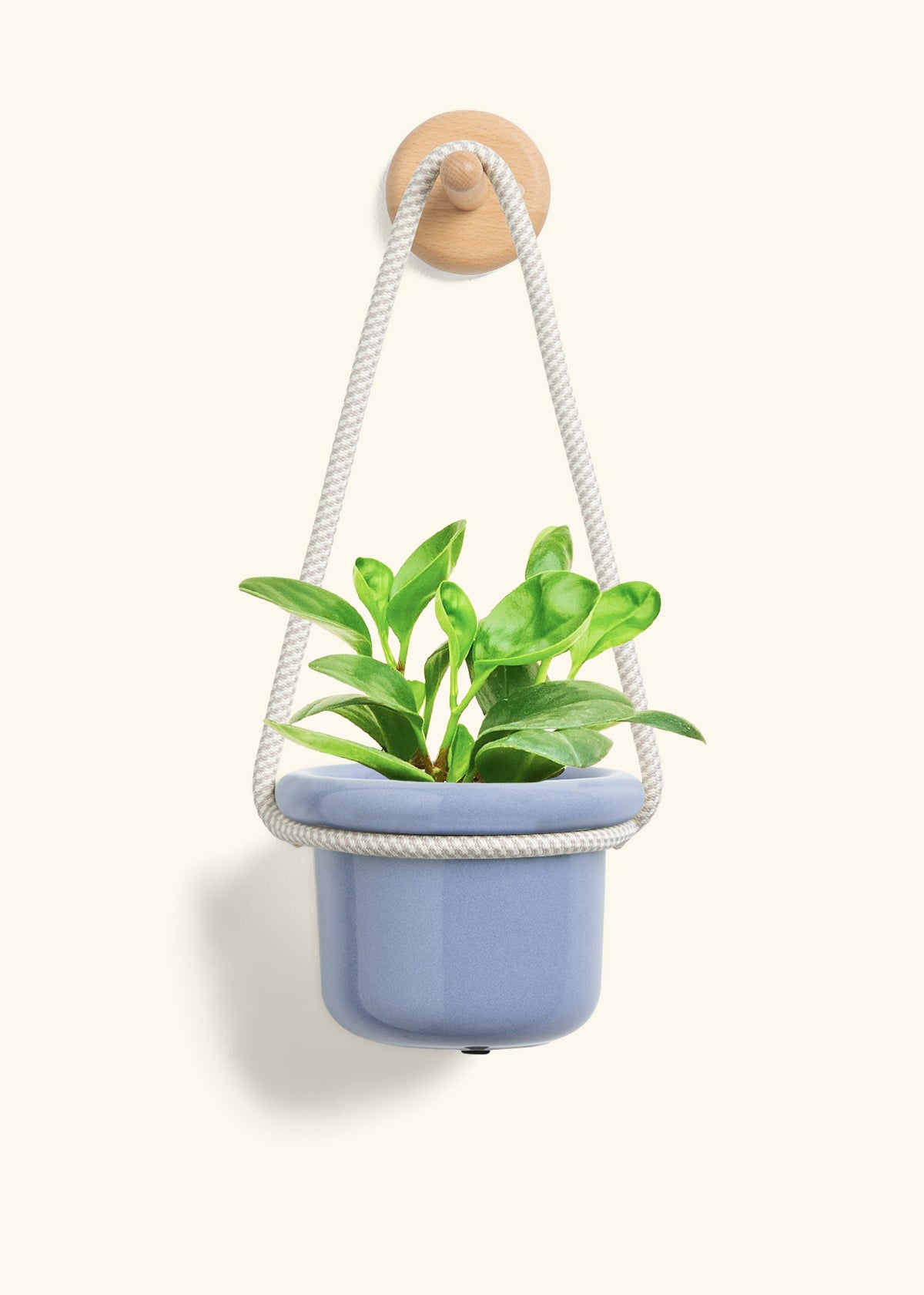 Baby Rubber Plant, Small