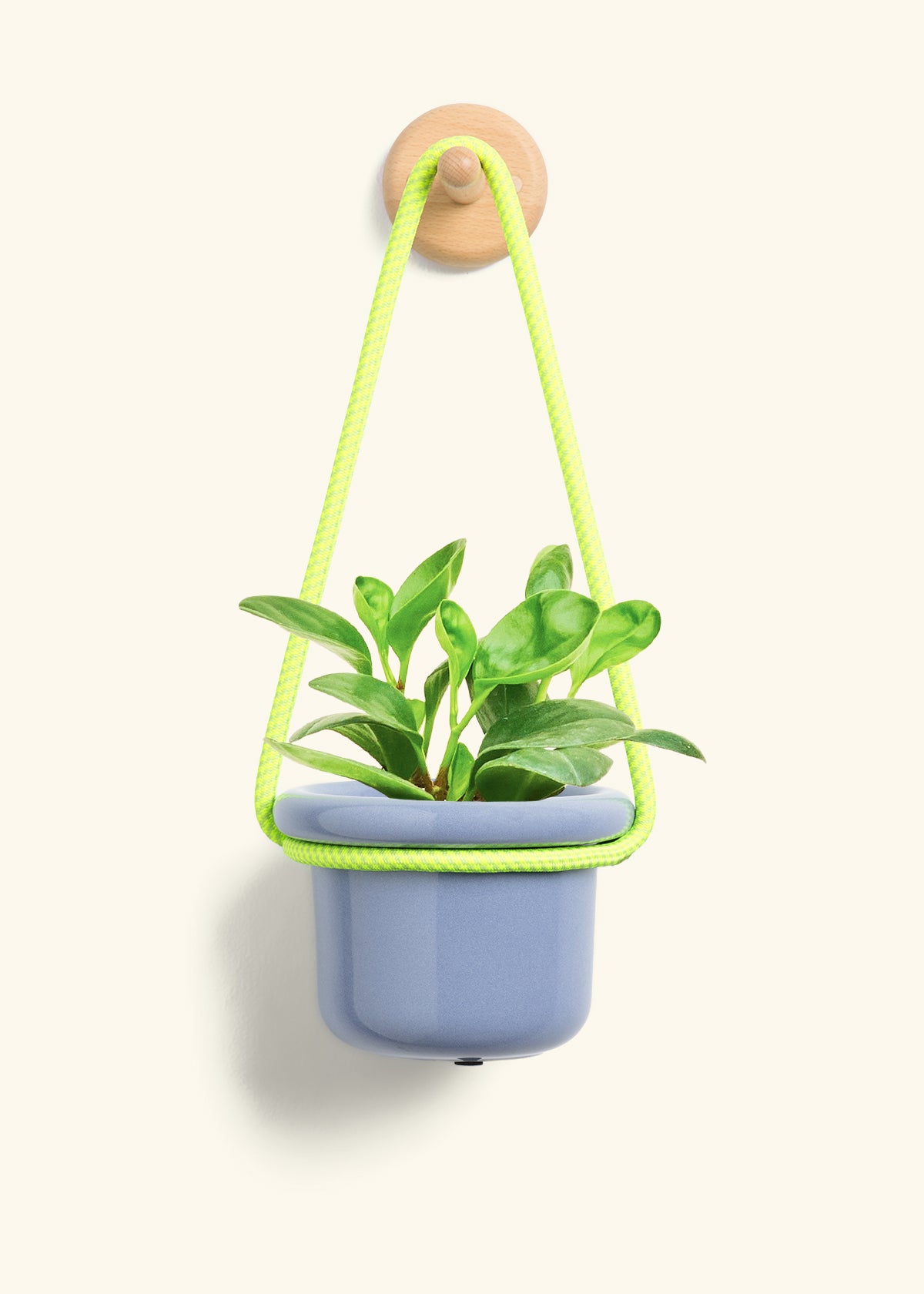Baby Rubber Plant, Small