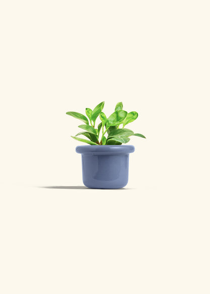 Baby Rubber Plant in a 4 inches Fat Lip Blue Planter 