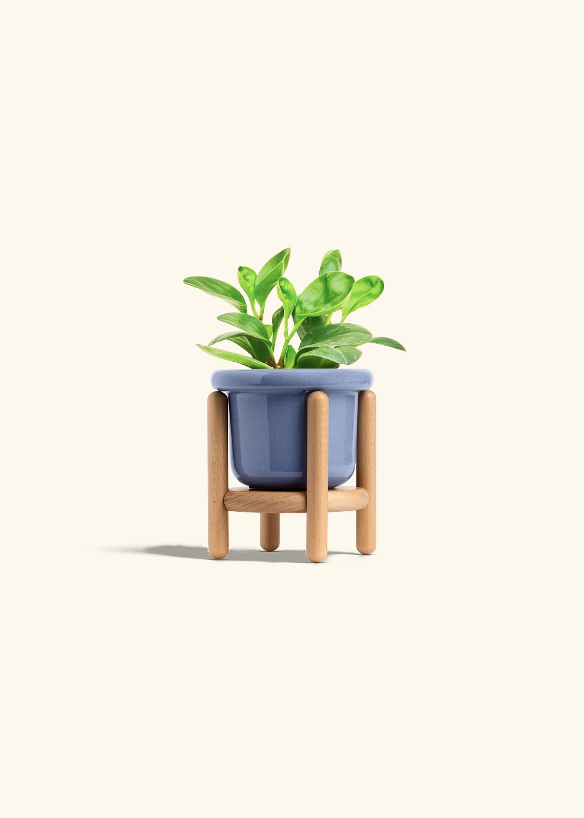 Baby Rubber Plant in a 4 inches Fat Lip Blue Planter in a Beech Wood Stand