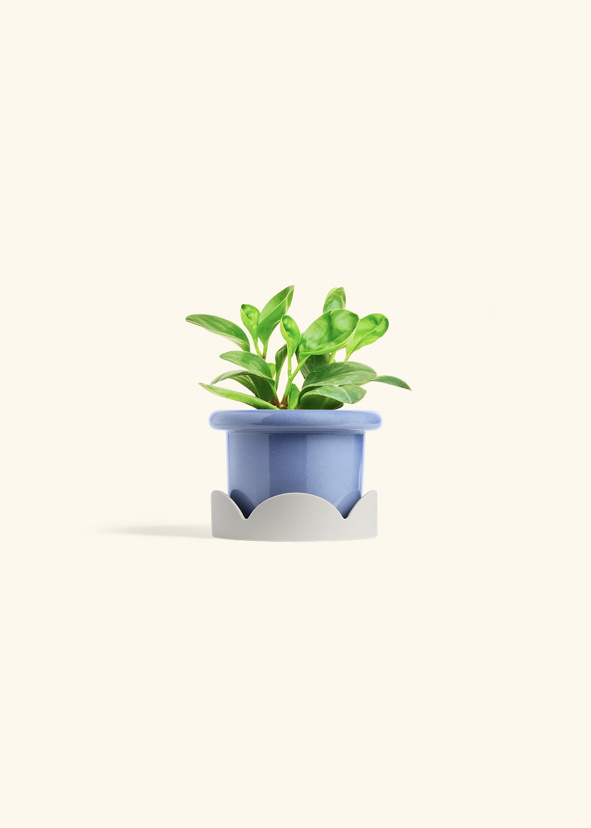 Baby Rubber Plant in a 4 inches Fat Lip Blue Planter in a Oat Petal Drip Tray