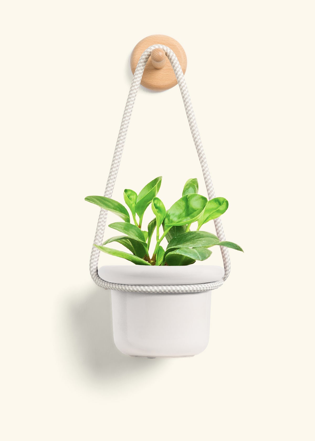 Baby Rubber Plant, Small