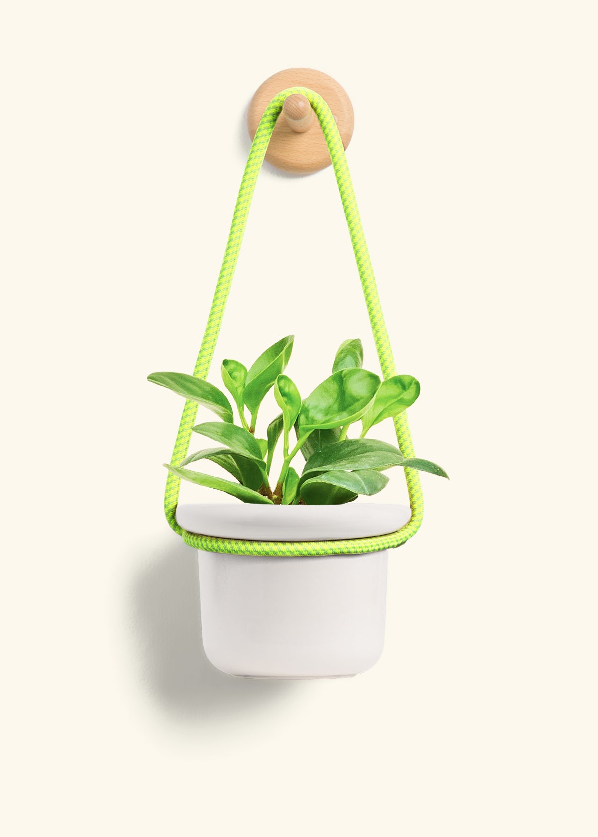 Baby Rubber Plant, Small