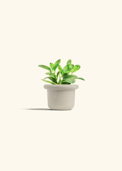 Baby Rubber Plant in a 4 inches Fat Lip Oat Planter 