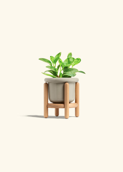 Baby Rubber Plant in a 4 inches Fat Lip Oat Planter in a Beech Wood Stand