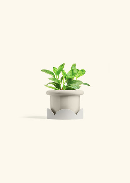 Baby Rubber Plant in a 4 inches Fat Lip Oat Planter in a Oat Petal Drip Tray
