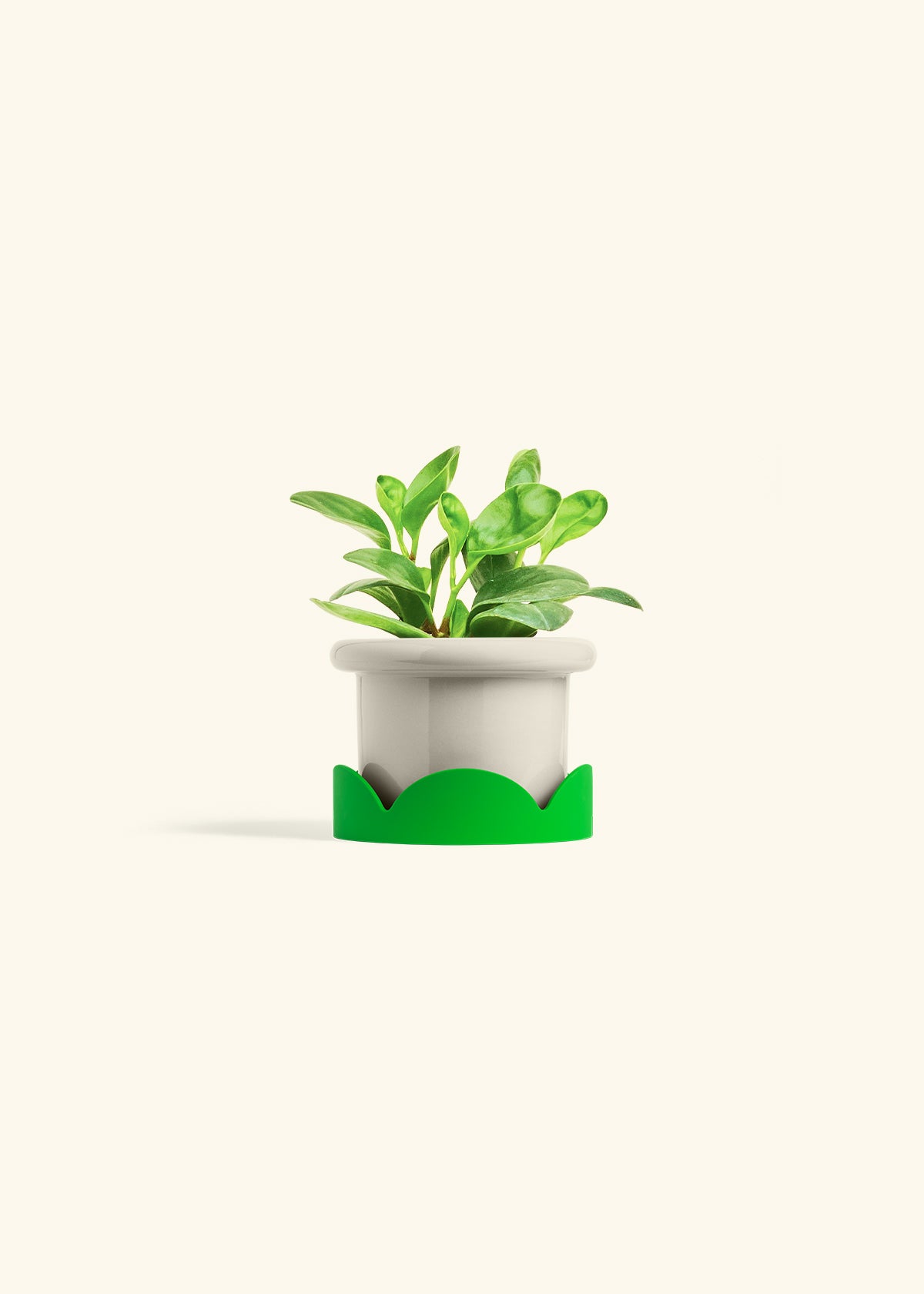 Baby Rubber Plant in a 4 inches Fat Lip Oat Planter in a Shamrock Petal Drip Tray