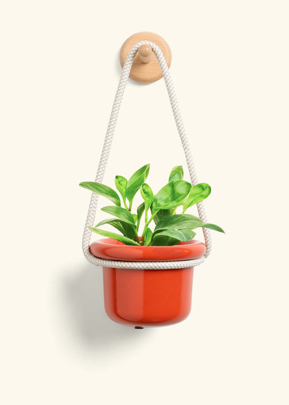 Baby Rubber Plant, Small