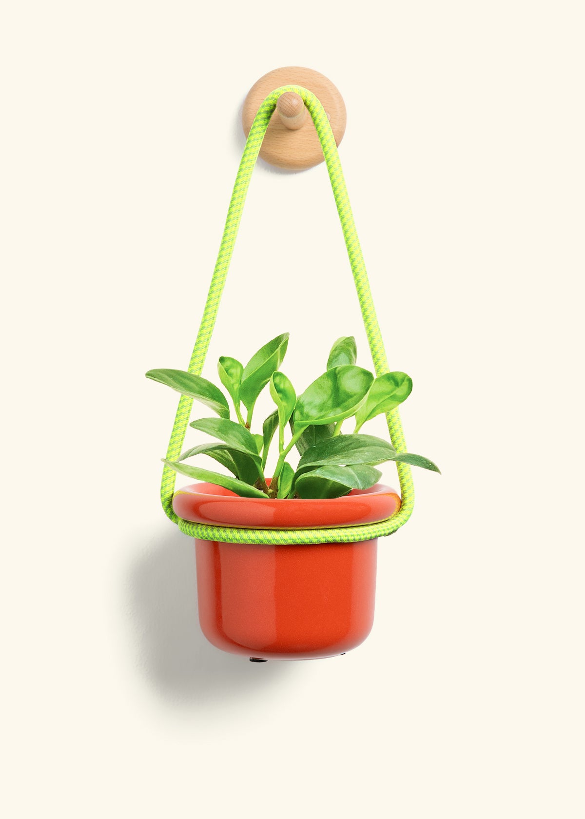 Baby Rubber Plant, Small