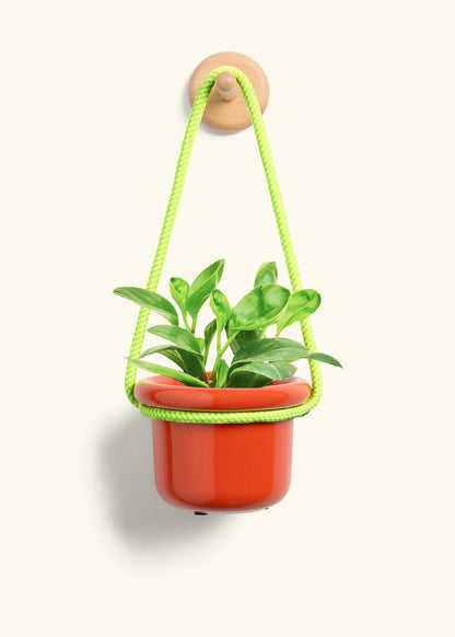 Baby Rubber Plant, Small