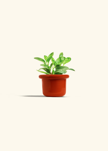 Baby Rubber Plant in a 4 inches Fat Lip Red Planter 
