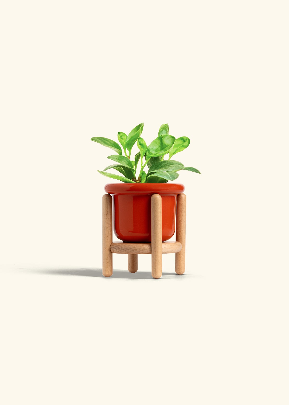 Baby Rubber Plant in a 4 inches Fat Lip Red Planter in a Beech Wood Stand