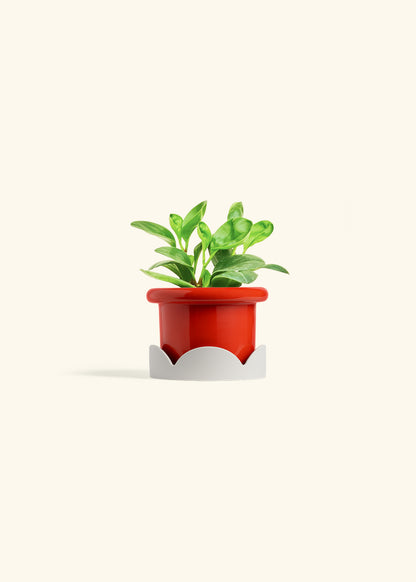 Baby Rubber Plant in a 4 inches Fat Lip Red Planter in a Oat Petal Drip Tray