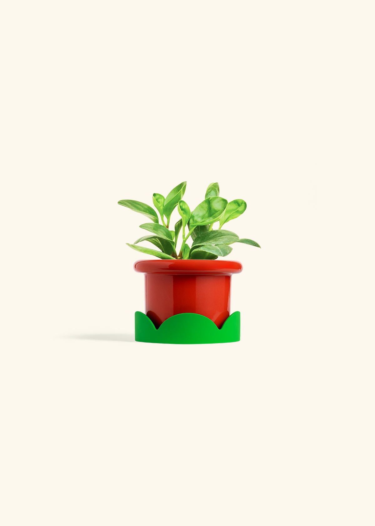 Baby Rubber Plant in a 4 inches Fat Lip Red Planter in a Shamrock Petal Drip Tray