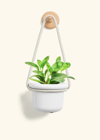 Baby Rubber Plant, Small