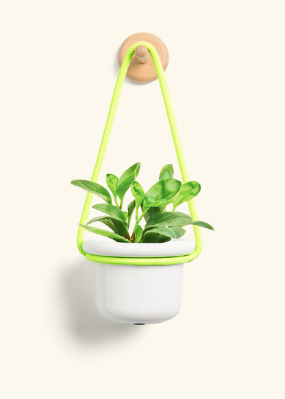 Baby Rubber Plant, Small