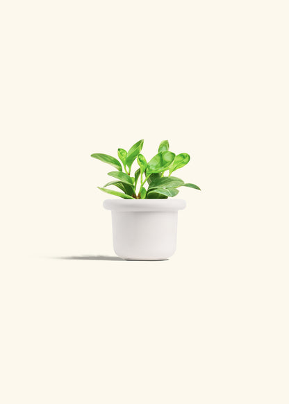 Baby Rubber Plant in a 4 inches Fat Lip White Planter 