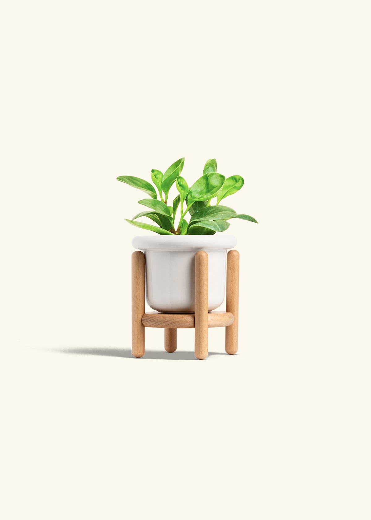 Baby Rubber Plant in a 4 inches Fat Lip White Planter in a Beech Wood Stand
