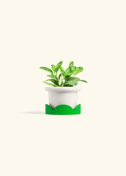 Baby Rubber Plant in a 4 inches Fat Lip White Planter in a Shamrock Petal Drip Tray