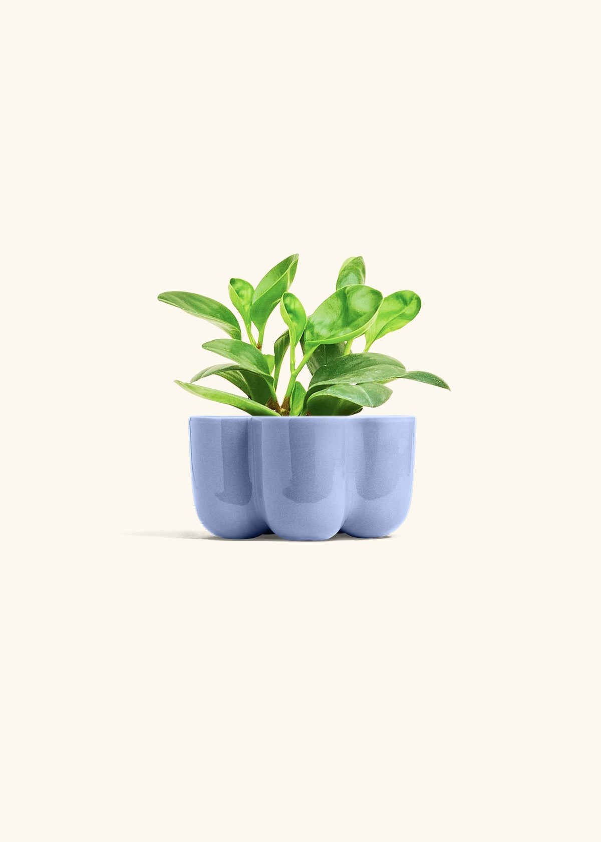 Baby Rubber Plant in a 4 inches in a Blue Petal Planter