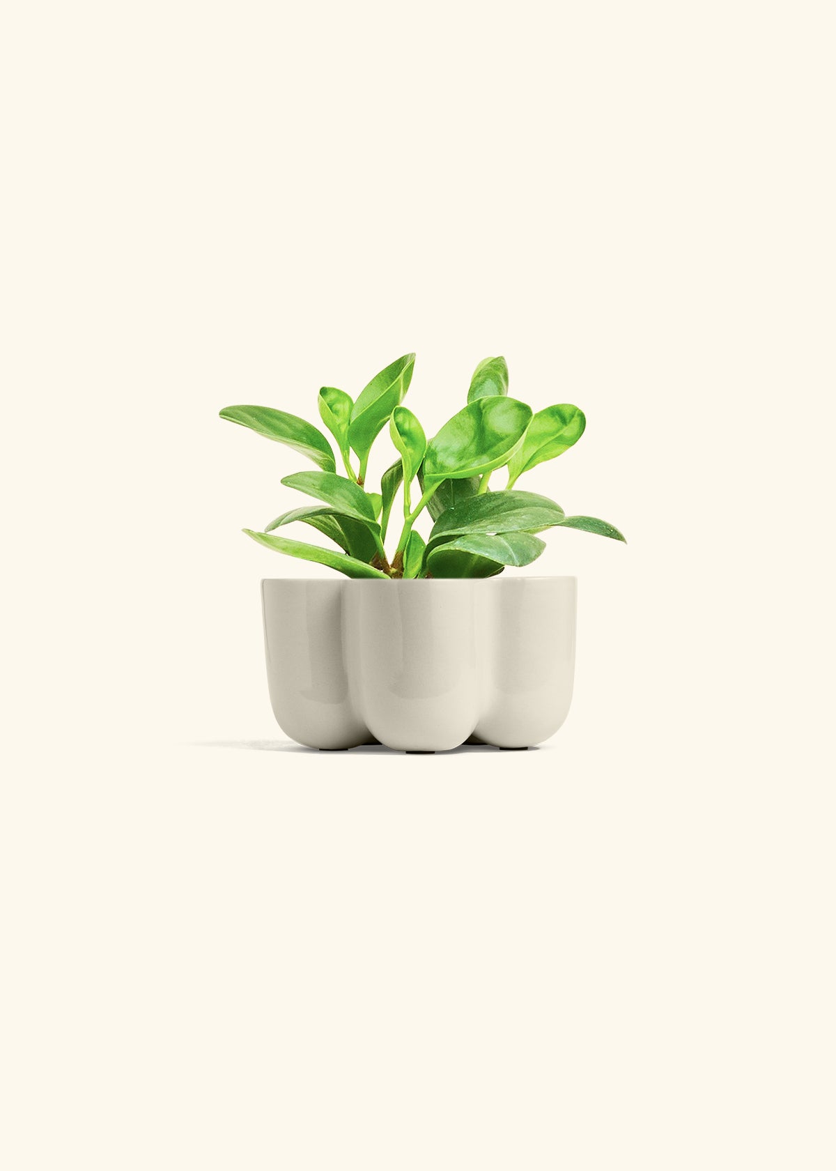 Baby Rubber Plant in a 4 inches in a Oat Petal Planter