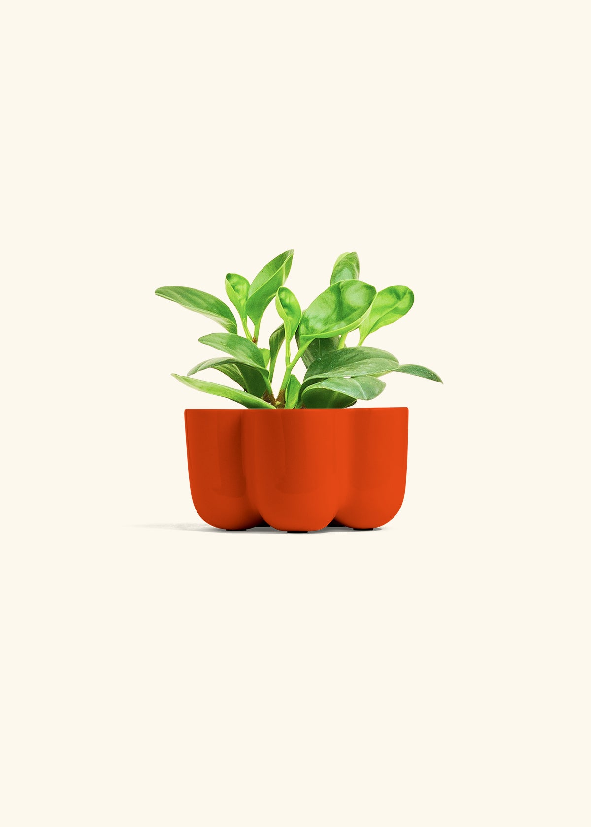 Baby Rubber Plant in a 4 inches in a Red Petal Planter