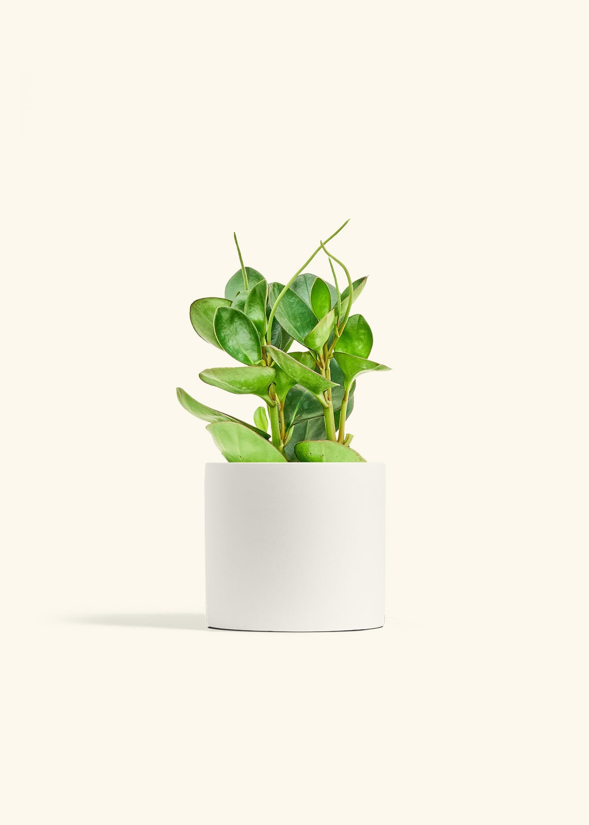 Classic Planter, Polar White