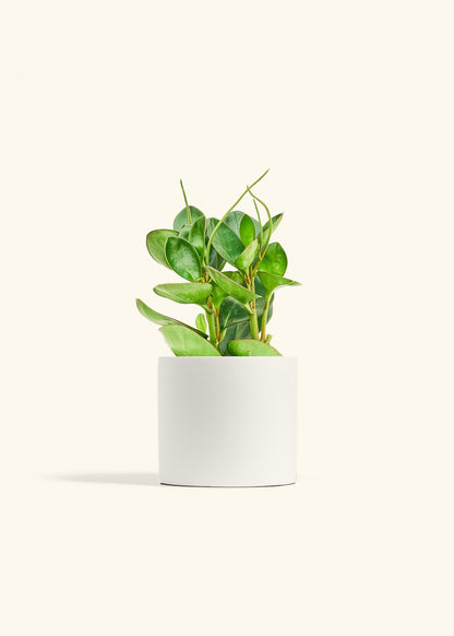 Classic Planter, Polar White