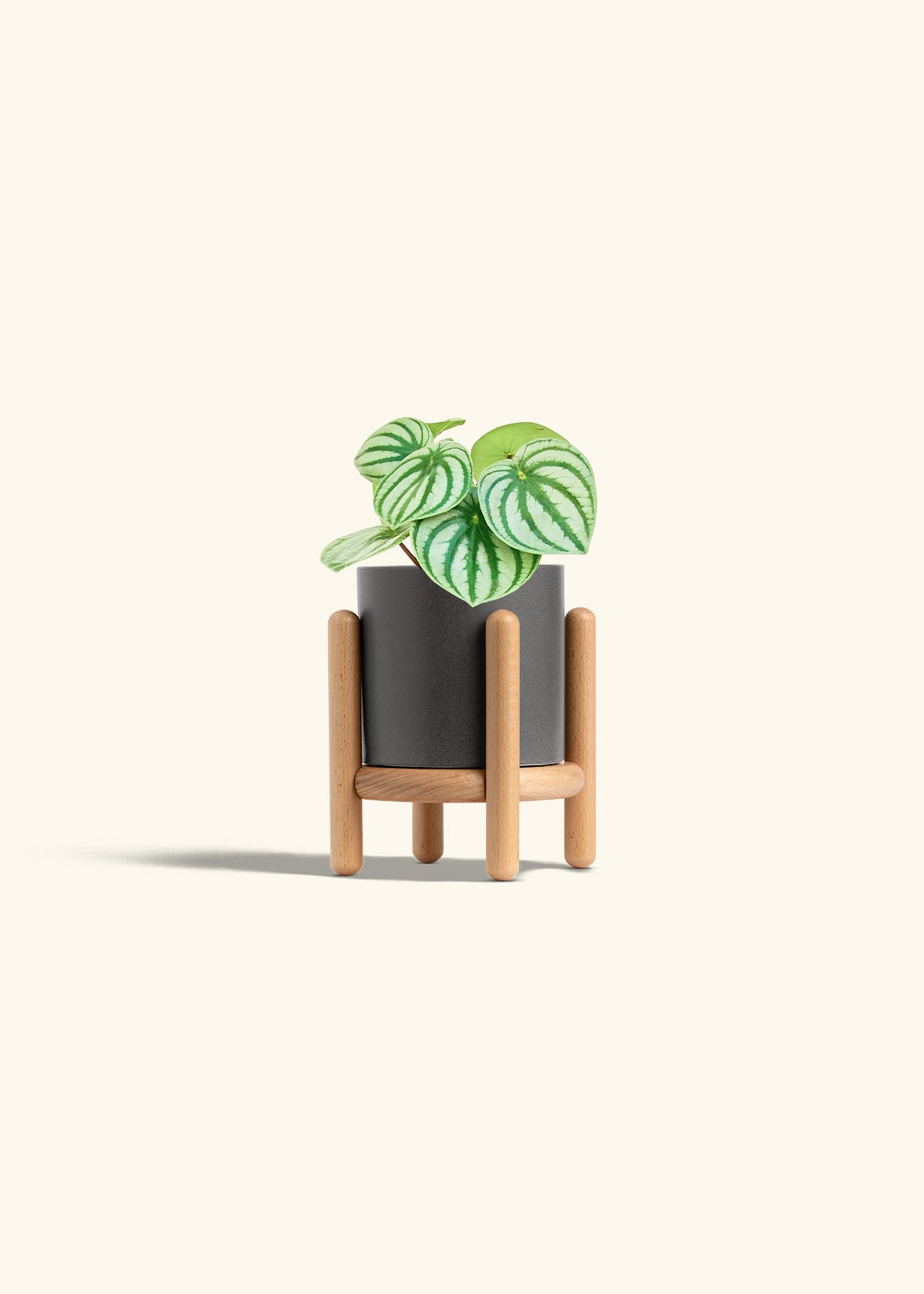 Watermelon Peperomia in a 4 inches Charcoal Classic Cylinder Planter in a Beech Wood Stand