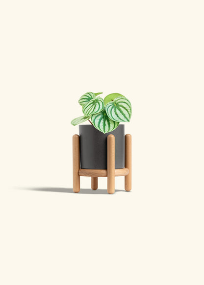 Watermelon Peperomia in a 4 inches Charcoal Classic Cylinder Planter in a Beech Wood Stand