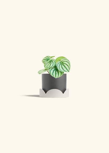 Watermelon Peperomia in a 4 inches Charcoal Classic Cylinder Planter in a Oat Petal Drip Tray