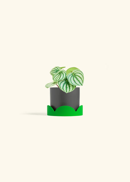 Watermelon Peperomia in a 4 inches Charcoal Classic Cylinder Planter in a Shamrock Petal Drip Tray