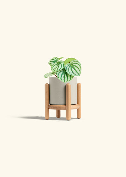 Watermelon Peperomia in a 4 inches Oat Classic Cylinder Planter in a Beech Wood Stand