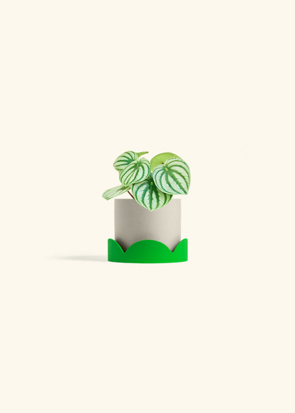 Watermelon Peperomia in a 4 inches Oat Classic Cylinder Planter in a Shamrock Petal Drip Tray
