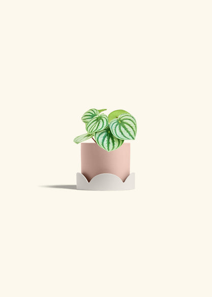 Watermelon Peperomia in a 4 inches Pink Classic Cylinder Planter in a Oat Petal Drip Tray