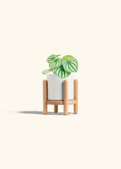 Watermelon Peperomia in a 4 inches White Classic Cylinder Planter in a Beech Wood Stand
