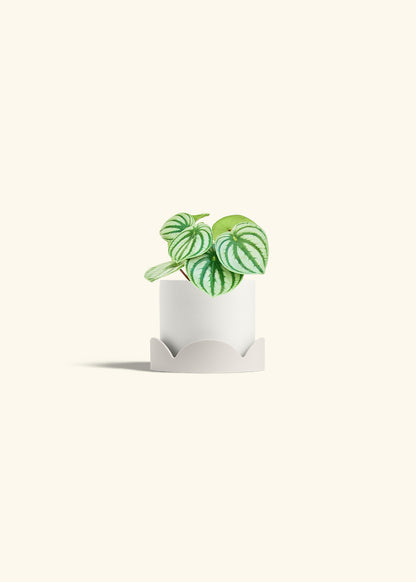 Watermelon Peperomia in a 4 inches White Classic Cylinder Planter in a Oat Petal Drip Tray