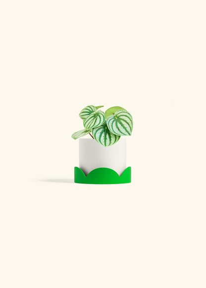 Watermelon Peperomia in a 4 inches White Classic Cylinder Planter in a Shamrock Petal Drip Tray