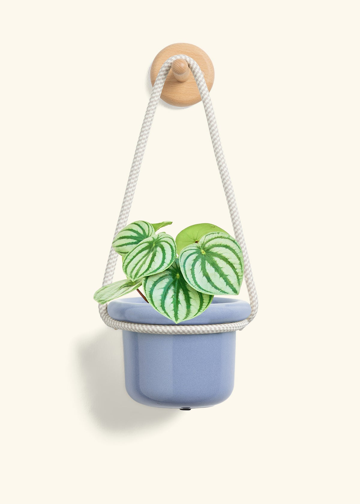 Watermelon Peperomia, Small
