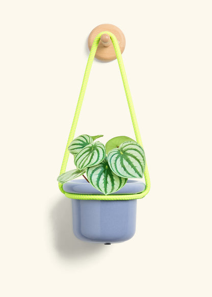 Watermelon Peperomia, Small