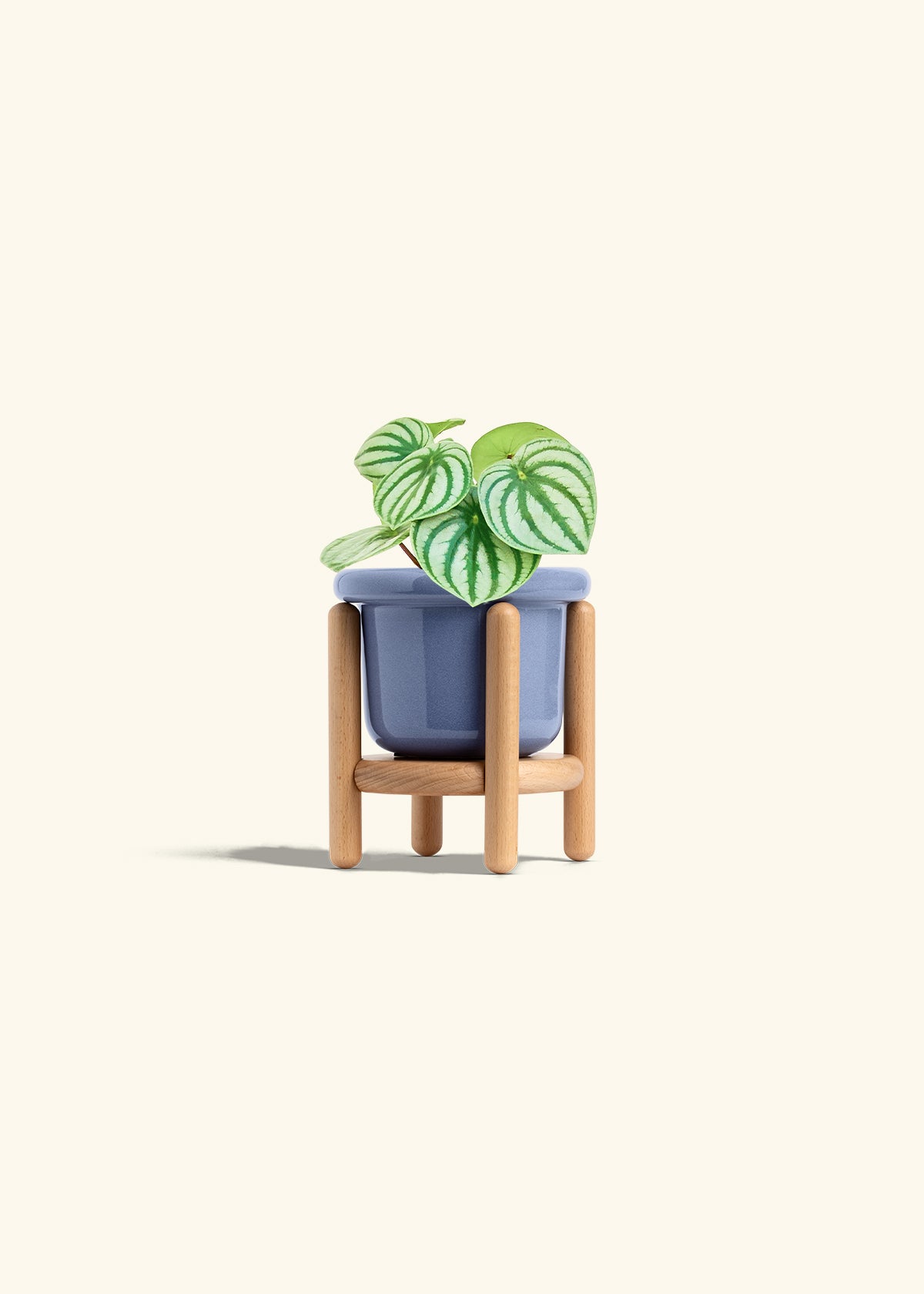 Watermelon Peperomia in a 4 inches Fat Lip Blue Planter in a Beech Wood Stand