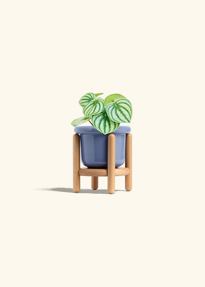 Watermelon Peperomia in a 4 inches Fat Lip Blue Planter in a Beech Wood Stand