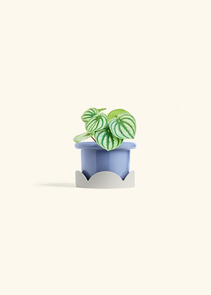Watermelon Peperomia in a 4 inches Fat Lip Blue Planter in a Oat Petal Drip Tray