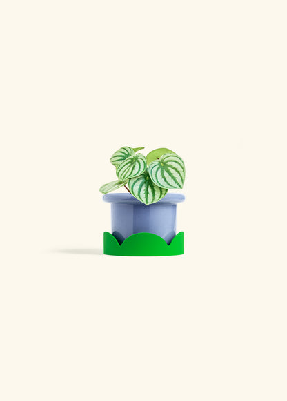 Watermelon Peperomia in a 4 inches Fat Lip Blue Planter in a Shamrock Petal Drip Tray