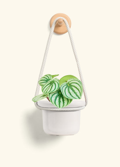 Watermelon Peperomia, Small