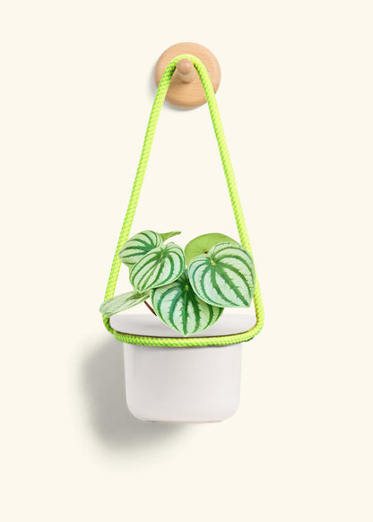 Watermelon Peperomia, Small